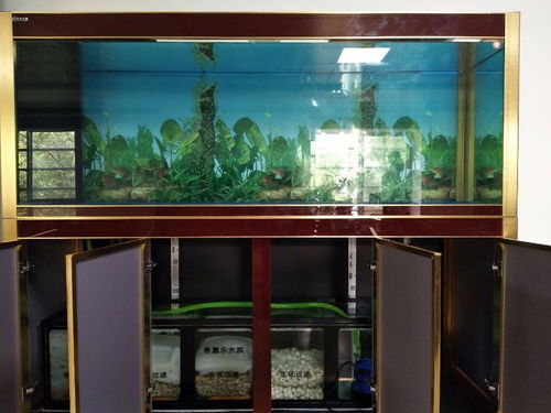 深圳龍崗平湖地區(qū) 一站式水族與寵物生活服務(wù)指南
